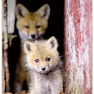 Wildlife Photo 2nd Place